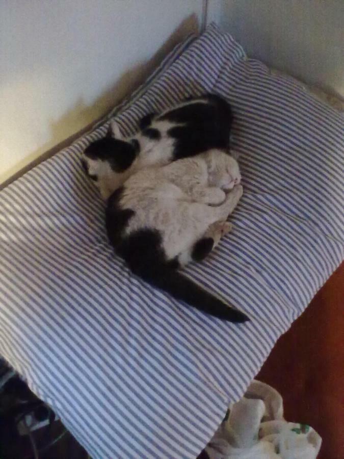 Apartman Dvorecna Loučovice エクステリア 写真
